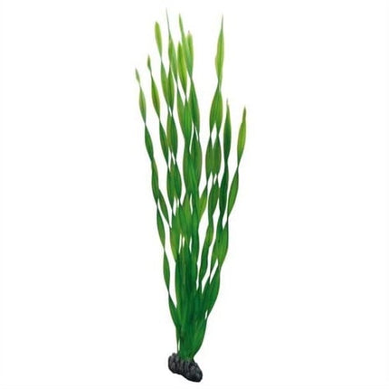 AnimalstoreXL Plant Vallisneria 60cm