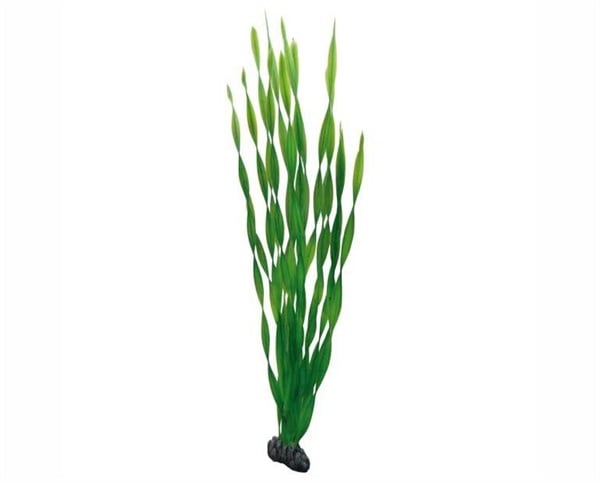 AnimalstoreXL Plant Vallisneria 60cm