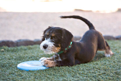 AnimalstoreXL Kong Flyer Rubber Puppy 19cm