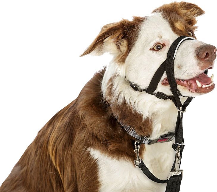 AnimalstoreXL Company Of Animals Halti Zwart Nr 0