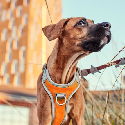 AnimalstoreXL Hurtta Venture no-pull harnas Buckthorn