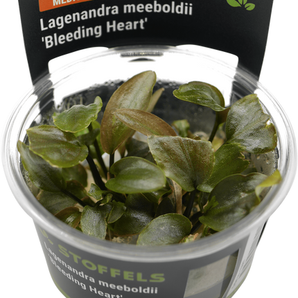 AnimalstoreXL Lagenandra meeboldii 'Bleeding Heart' in-vitro