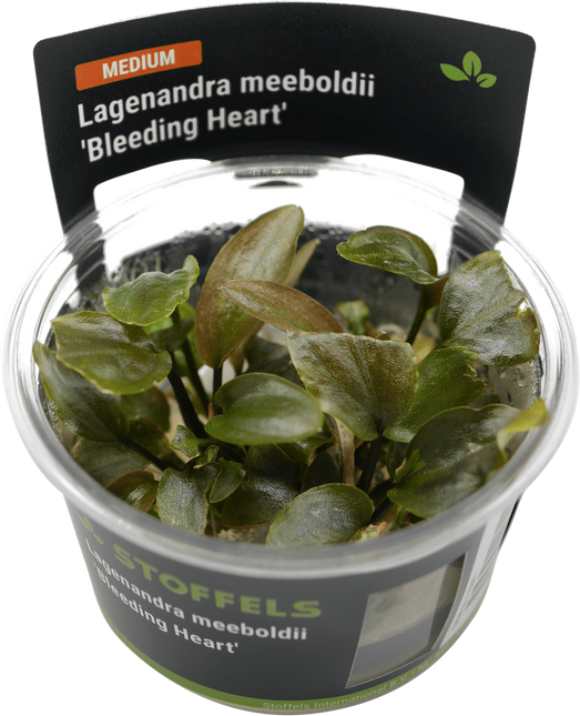 AnimalstoreXL Lagenandra meeboldii 'Bleeding Heart' in-vitro