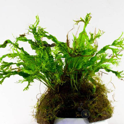 AnimalstoreXL Waterplant Microsorium Windelow op kokos