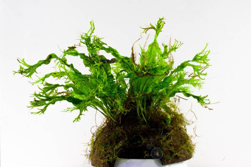 AnimalstoreXL Waterplant Microsorium Windelow op kokos