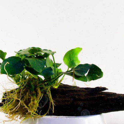 AnimalstoreXL Waterplant Anubia Nana op hout - Medium