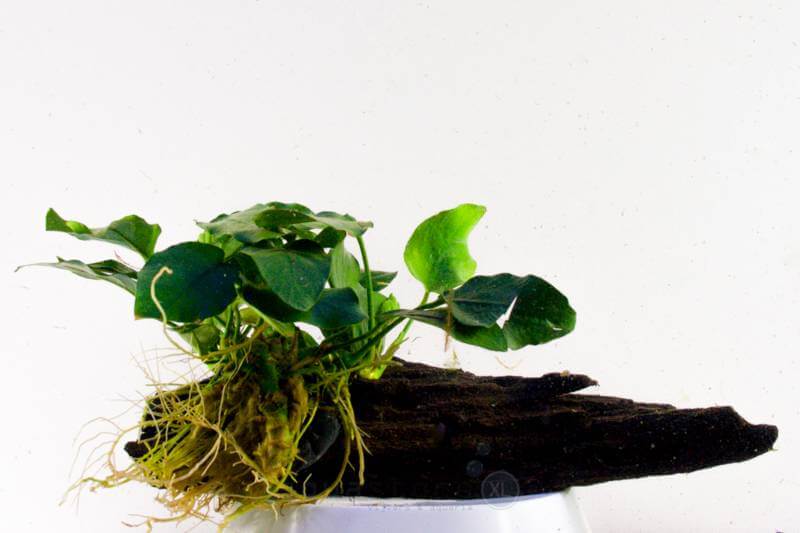 AnimalstoreXL Waterplant Anubia Nana op hout - Medium