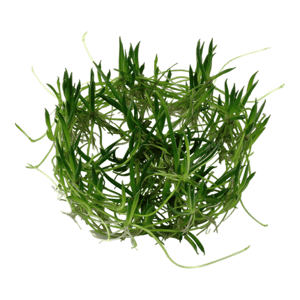 AnimalstoreXL Waterplant Littorella Uniflora