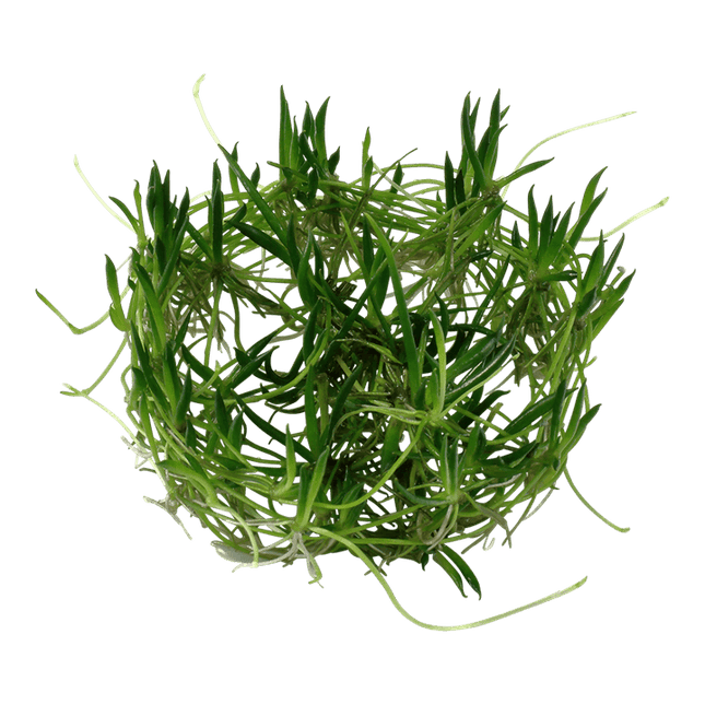 AnimalstoreXL Waterplant Littorella Uniflora