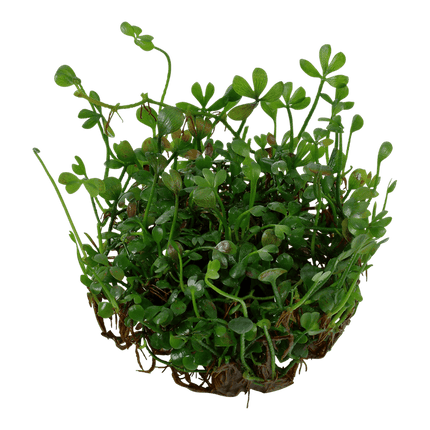 AnimalstoreXL Waterplant Marsilea Minuta