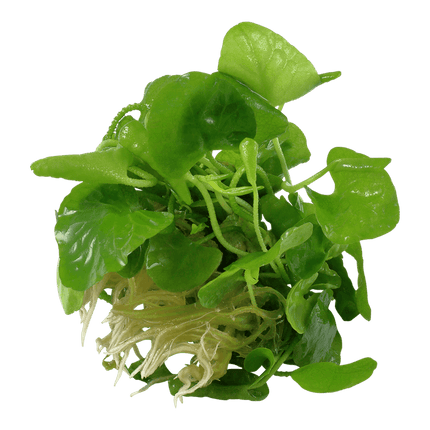 AnimalstoreXL Waterplant Nymphoides Hydrophylla Taiwan