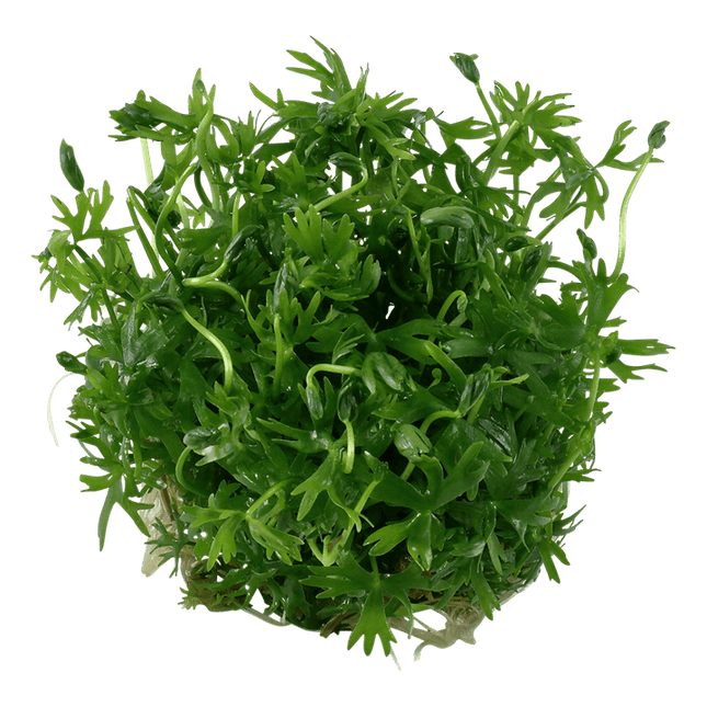 AnimalstoreXL Waterplant Ranunculus Inundatus