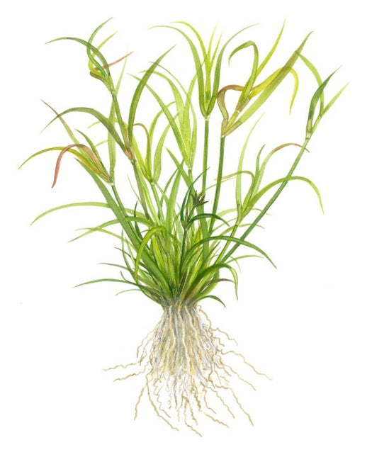 AnimalstoreXL Juncus Repens