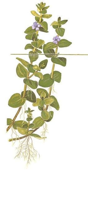 AnimalstoreXL Bacopa Caroliniana