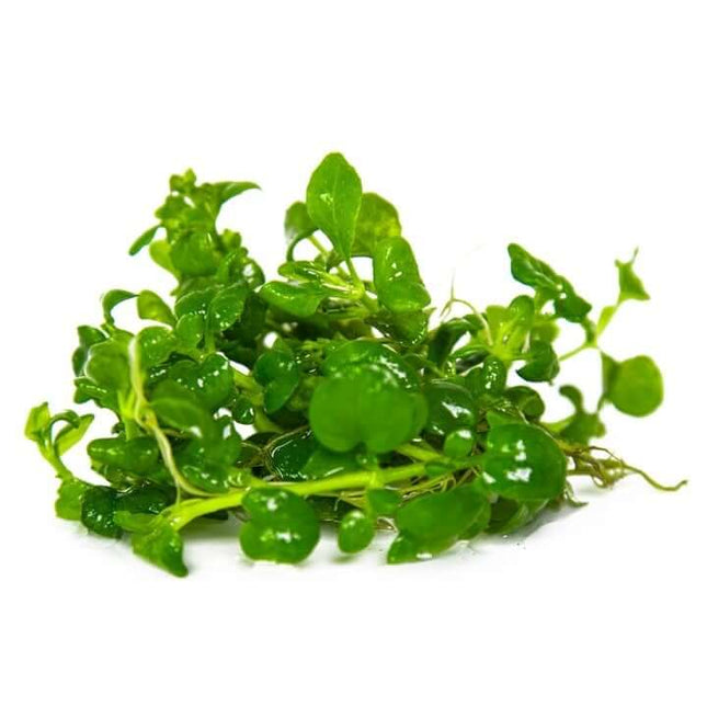 AnimalstoreXL Waterplant Hygrophila Serpyllum