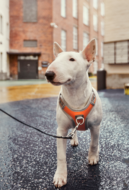 AnimalstoreXL Hurtta Venture no-pull harnas Buckthorn