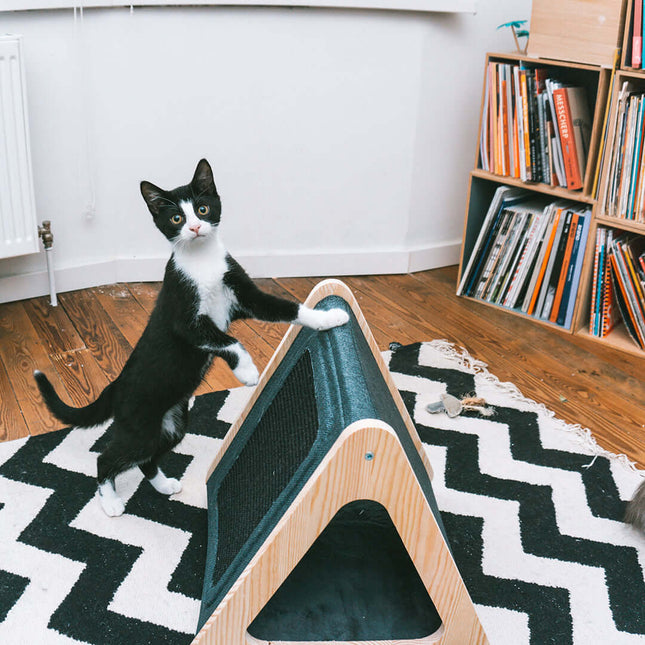 AnimalstoreXL D&D Home Toto Kattenhuisje 38x39x38cm Zwart/Blauw