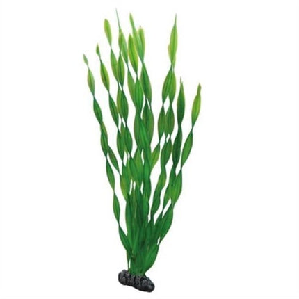 AnimalstoreXL Plant Vallisneria 46cm
