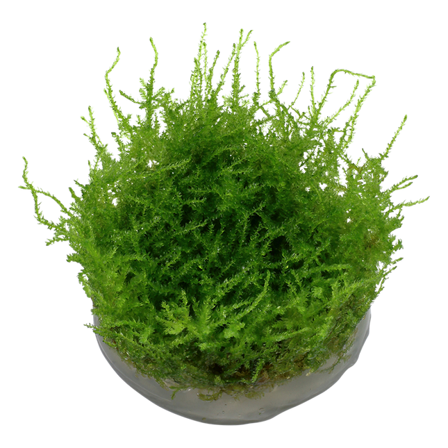AnimalstoreXL Vesicularia Montagnei Christmas Moss