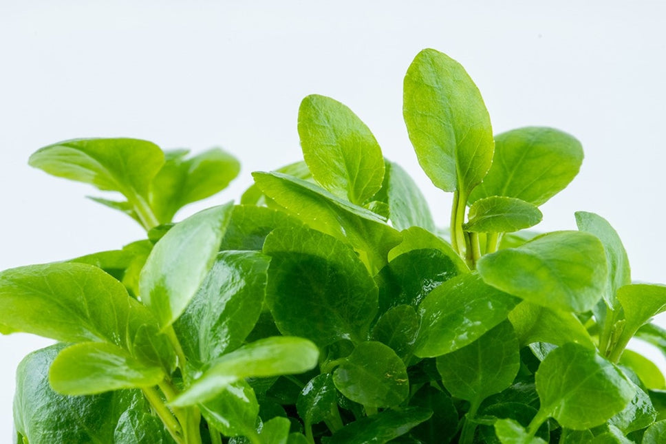 AnimalstoreXL Lobella Cardinalis Mini