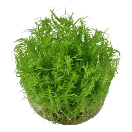 AnimalstoreXL Waterplant Pogostemon Deccanensis