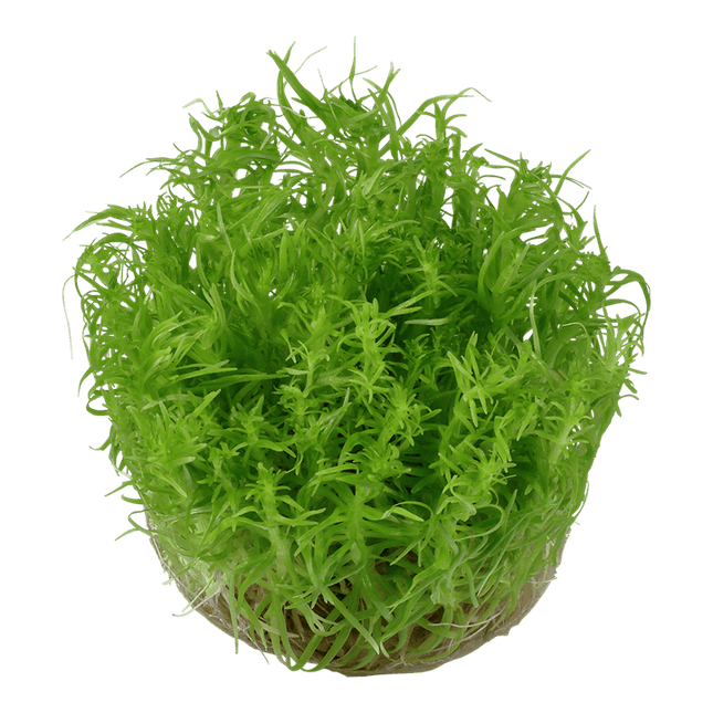 AnimalstoreXL Waterplant Pogostemon Deccanensis