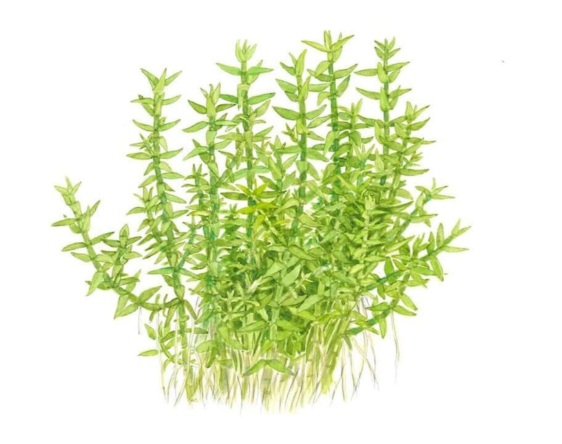 AnimalstoreXL Waterplant Gratiola Viscidula