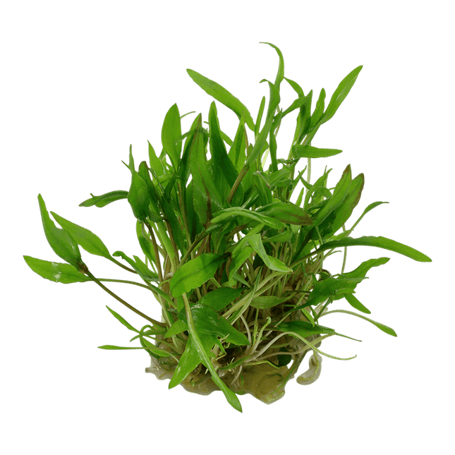 AnimalstoreXL Waterplant Cryptocoryne Wendtii Green