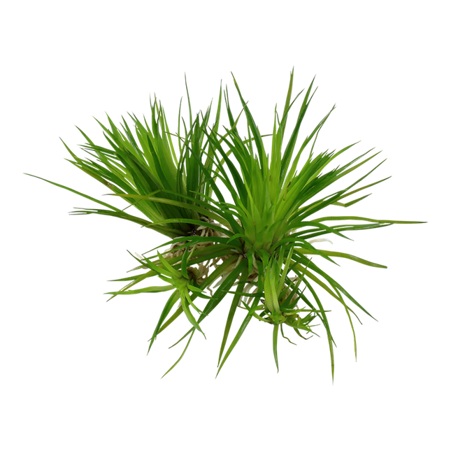 AnimalstoreXL Eriocaulon Cinereum