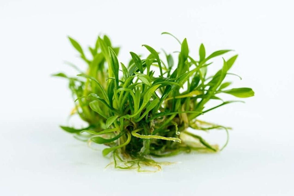 AnimalstoreXL Waterplant Cryptocoryne Parva
