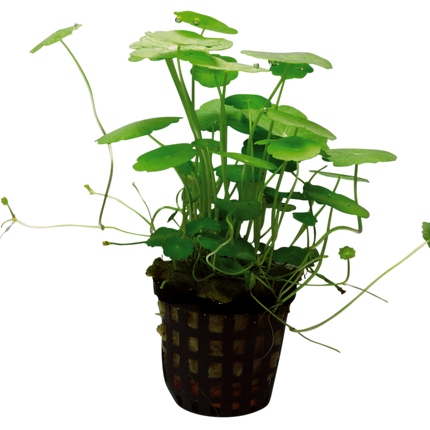 AnimalstoreXL Hydrocotyle Verticillata