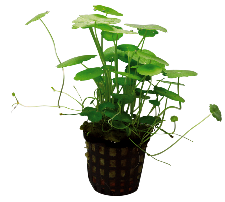 AnimalstoreXL Hydrocotyle Verticillata