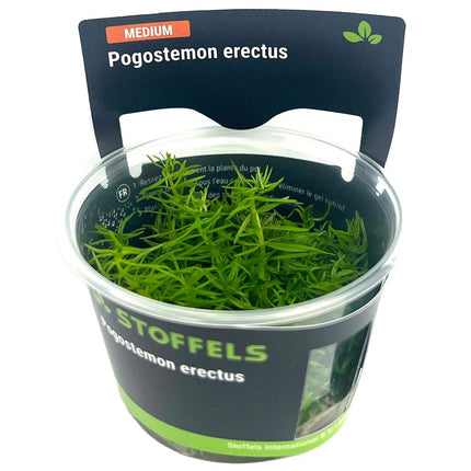 AnimalstoreXL Pogostemon Erectus in-vitro