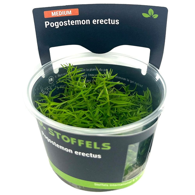 AnimalstoreXL Pogostemon Erectus in-vitro
