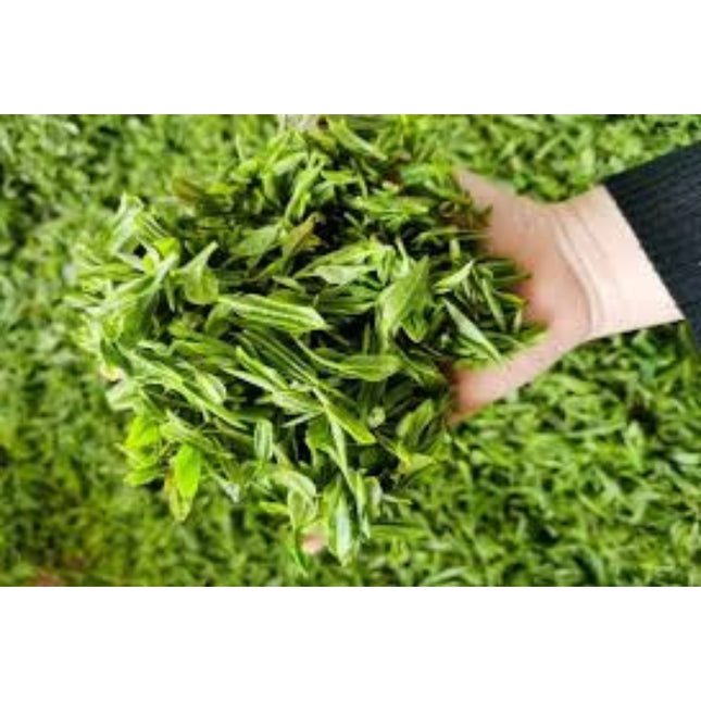 Anubias Glabra Variegata in Tray