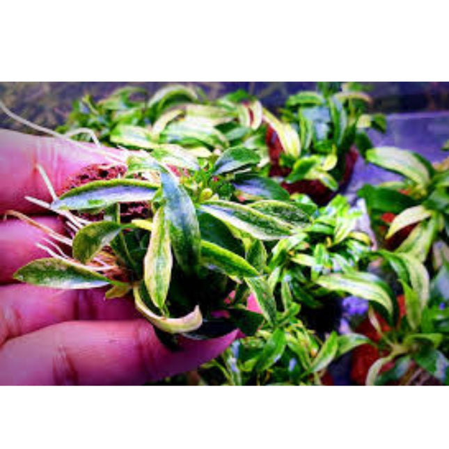 Anubias Glabra Variegata in Tray
