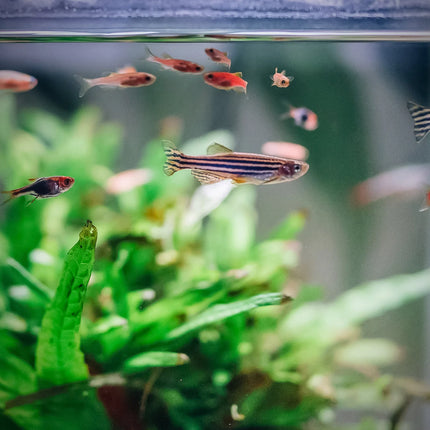 AnimalstoreXL Aquarium Quadro 70 Pro Zwart