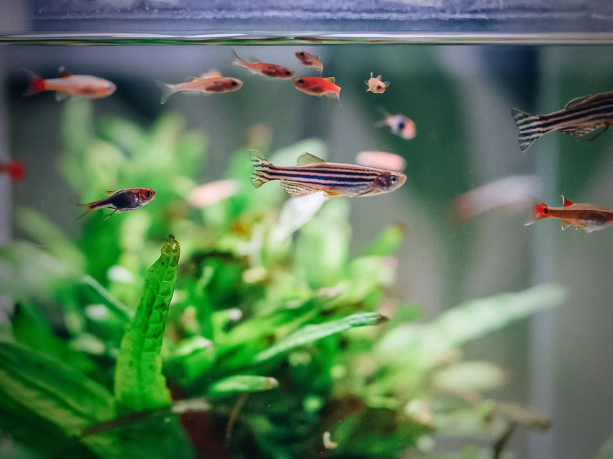 AnimalstoreXL Aquarium Quadro 70 Pro Zwart