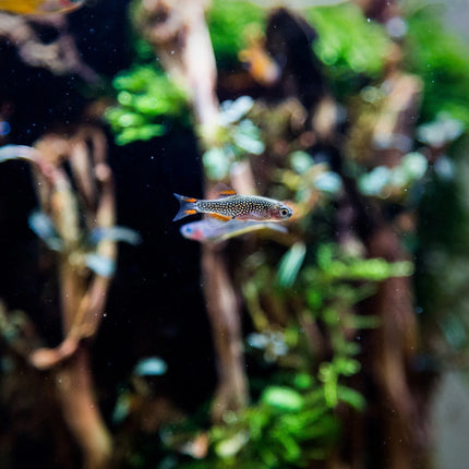 AnimalstoreXL Aquarium Quadro 70 Pro Zwart