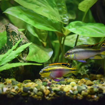 AnimalstoreXL Aquarium Quadro 70 Pro Zwart