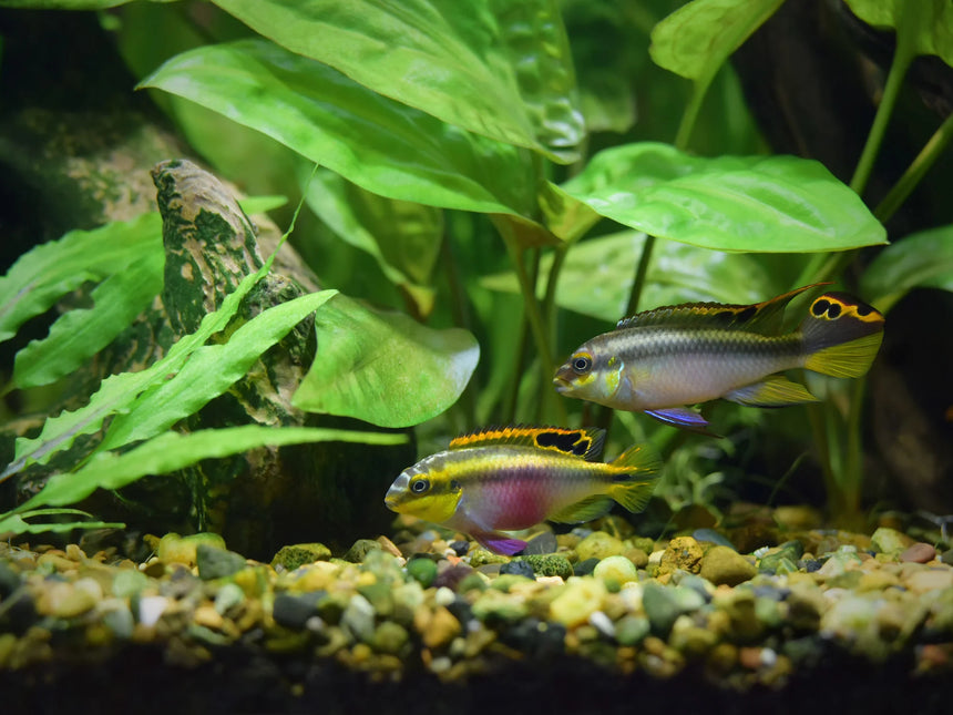 AnimalstoreXL Aquarium Quadro 70 Pro Zwart