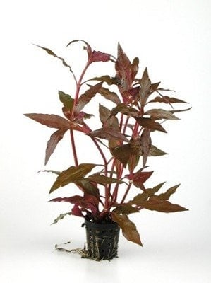 AnimalstoreXL AquastoreXL Alternanthera Cardinalis 5cm Pot