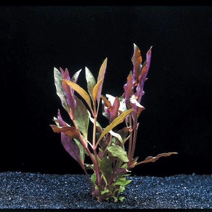 AnimalstoreXL AquastoreXL Alternanthera Cardinalis 5cm Pot