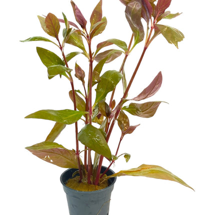 AnimalstoreXL AquastoreXL Waterplant Alternanthera Reineckii Lila