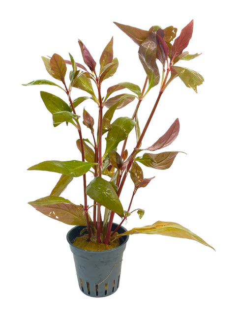 AnimalstoreXL AquastoreXL Waterplant Alternanthera Reineckii Lila
