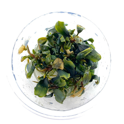 AnimalstoreXL Bucephalandra Blue Green in-vitro