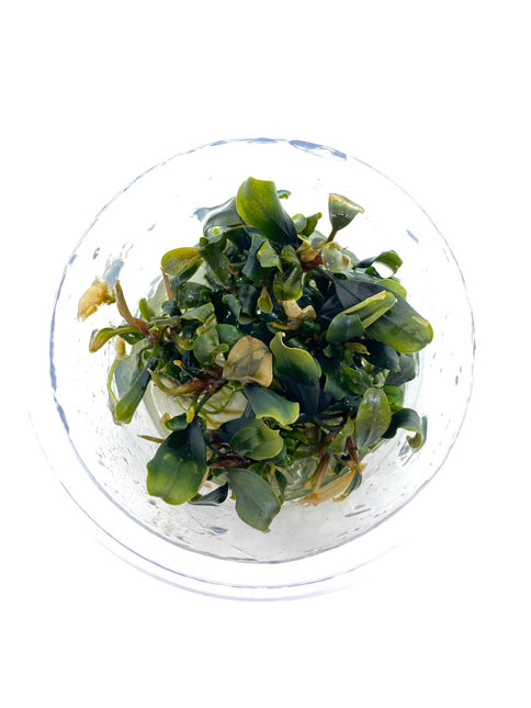 AnimalstoreXL Bucephalandra Blue Green in-vitro