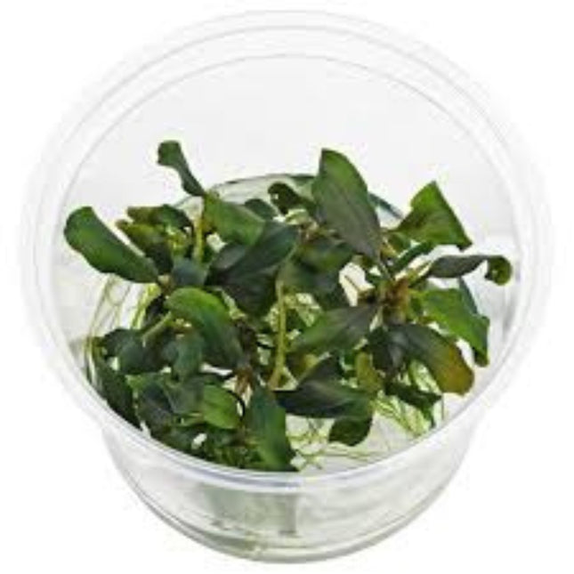 Aquatic Plant Bucephalandra Blue Green in-vitro