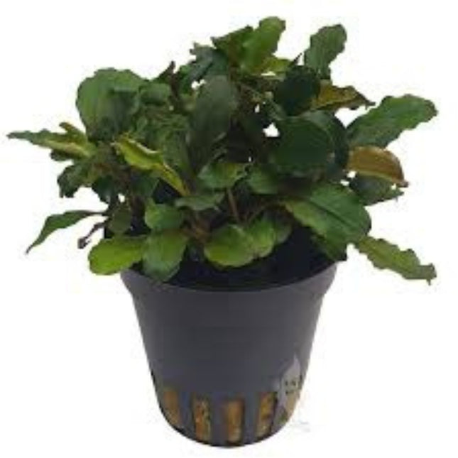 Aquatic Plant Bucephalandra Blue Green in-vitro