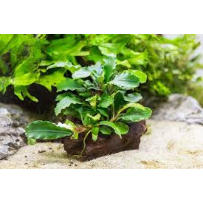 Aquatic Plant Bucephalandra Blue Green in-vitro